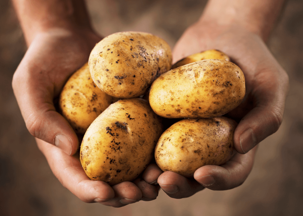 stack of potatoes in two hands